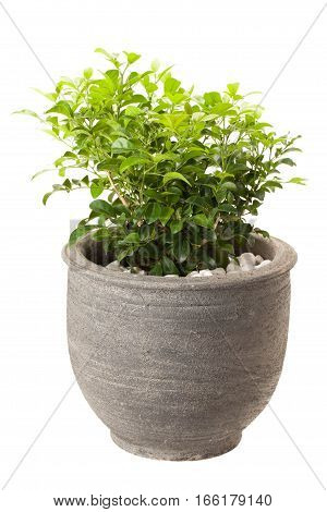 Orange Jasmine In Flower Pot