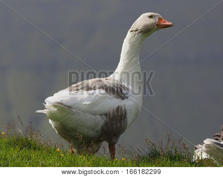 Blue eyed goose looks suspiciously at photographer