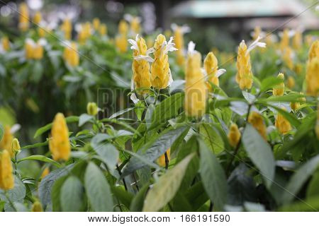 Pachystachys lutea lollipop plant and golden shrimp plant flower bokeh background in taman mini indonesia indah a series of images