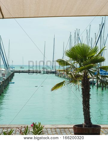 Cruise yachts at the coast of Balaton lake the famous resort area of Hungary. Two ducks swimming in green water. View from the pier with palm tree and flowers nearby. Yachting luxury sailing concept