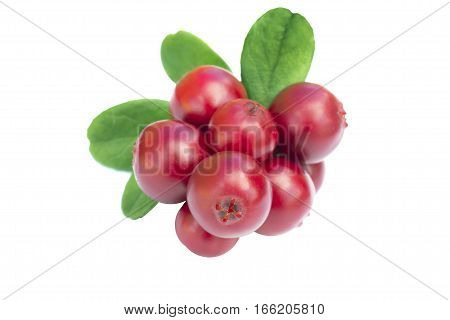 Cowberries - cranberries with leaves on the white background isolated