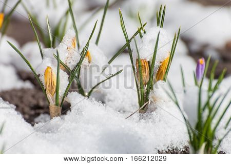 Yellow crocuses growing up through the snow in early spring