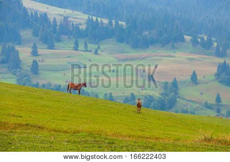 Mare and foal grazin in early morning on field amongst Carpathians