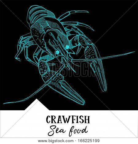 Hand drawn, vector illustration, design for a seafood restaurant menu. The picture shows the crawfish on a black background.