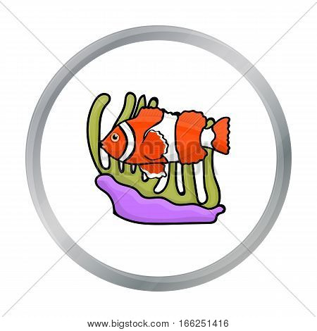 Clownfish and anemone icon in cartoon design isolated on white background. Australia symbol stock vector illustration. - stock vector