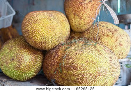 jackfruit agricultural products. jackfruit ready though for groceries. jackfruit are sold in the market