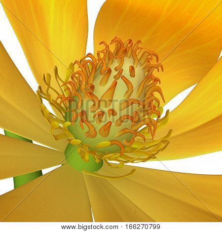 Michelia is a genus of flowering plants belonging to the Magnolia family.