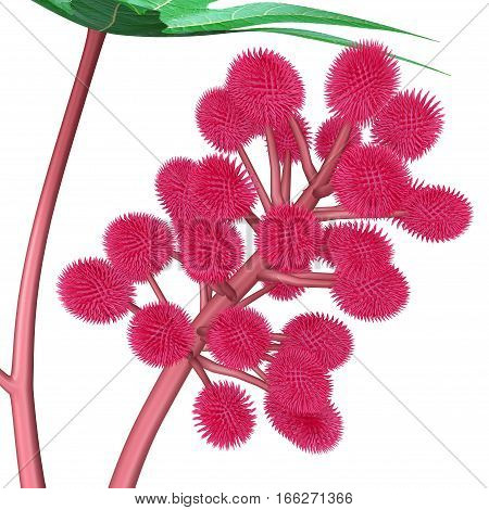 the Castor Bean plant has bold, palm-shaped leaves with striking red flowers.