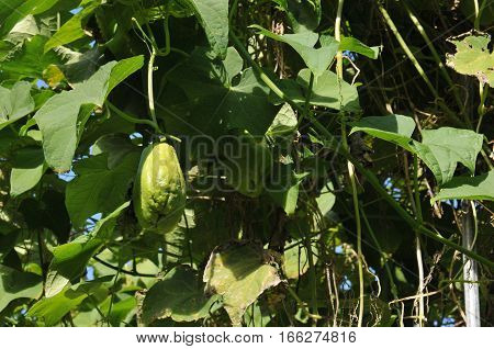 Culture of Chayote Fruits with Leafs in a Garden in Reunion Island