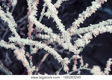 Close-up of hoar frost on linden tree branches. Branch of a tree in hoarfrost because of unexpected early frost
