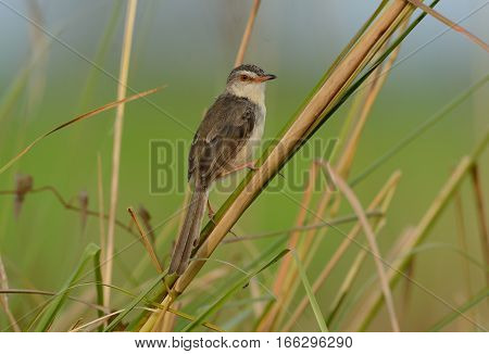 beautiful plain prina (Prina inornata) possing on log in forest of Thailand