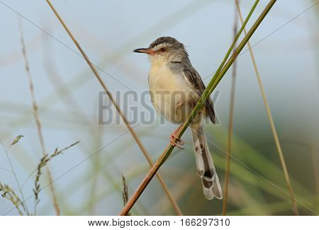 beautiful plain prina (Prina inornata) possing on log in forest of Thailand