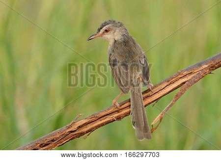 beautiful plain prina (Prina inornata) possing on log in forest of Thailand