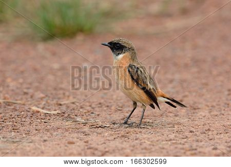beautiful male Eastern Stonechat (Saxicola stejnegeri) standing on ground