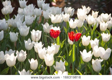 Beautiful bouquet of tulips, colourful tulip. Thailand