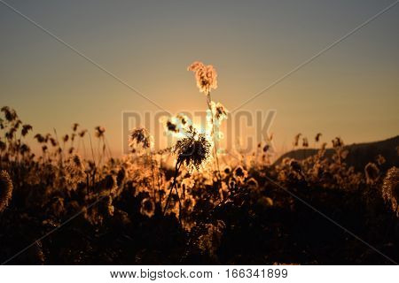 A dense reed illuminated by the sunset in the bogs of Lake Iseo - Brescia - Lombardy - Italy