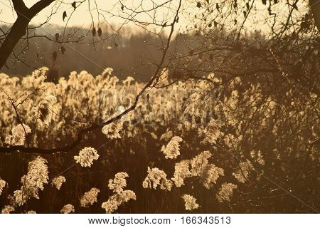 A dense reed illuminated by the sunset in the bogs of Lake Iseo - Brescia - Lombardy - Italy