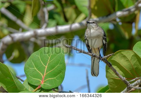 Northern mockingbird or mimus polyglottos on branch of a tree in Dominican Republic