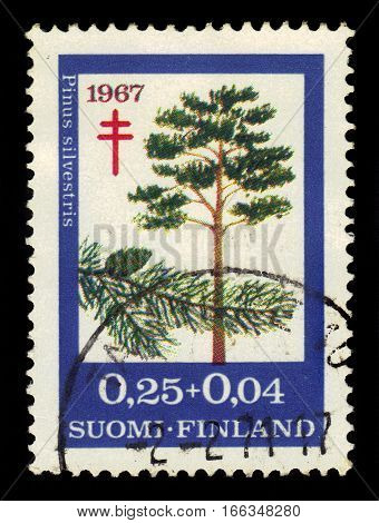 FINLAND - CIRCA 1967: a stamp printed in Finland shows scots pine (pinus sylvestris), series fight against TBC, circa 1967