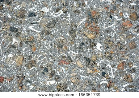 Shell Rock Background