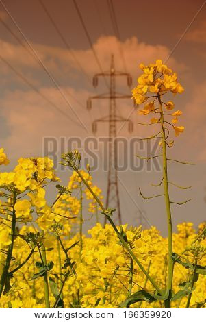 Rapeseed field and electric pylon, Wallachia county