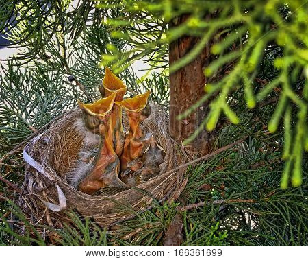 Three hungry newly-hatched chicks with mouths wide open begging for food.