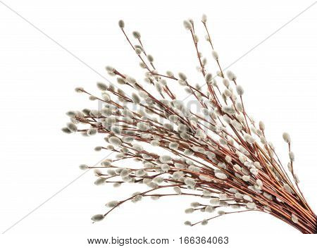 Willow Twigs Isolated On White. Without Shadow
