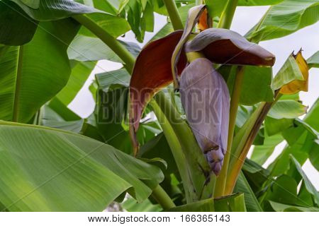 Banana flowers blooming and beautiful red banana blossom hanging on banana tree in the garden