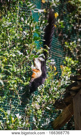 A Black squirrel in the zoo - Sardinia