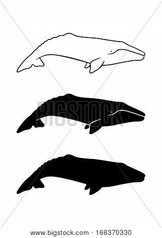 Silhouette of gray whale. Vector illustration isolated on white background