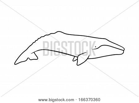 Silhouette of gray whale. Vector illustration isolated on white background
