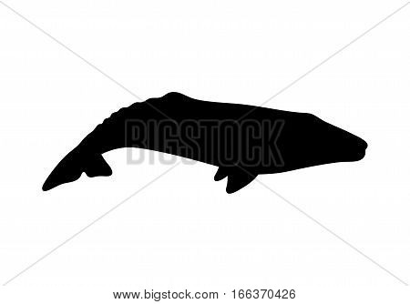 Silhouette of gray whale. Vector illustration isolated on white background