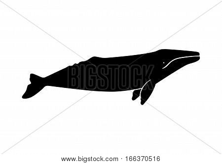Silhouette of gray whale. Vector illustration isolated on white background