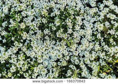 Small white flowers and green leaves garden top view . Gardenia fields.