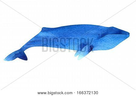 Watercolor sketch of blue whale. Illustration isolated on white background.