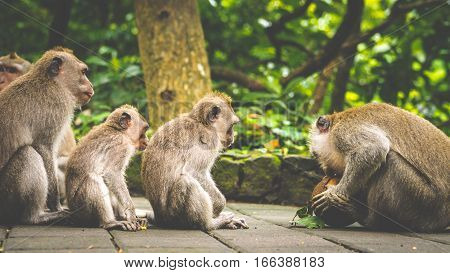 Opening Coconut, Long-tailed macaques, Macaca fascicularis, in Sacred Monkey Forest, Ubud. Indonesia
