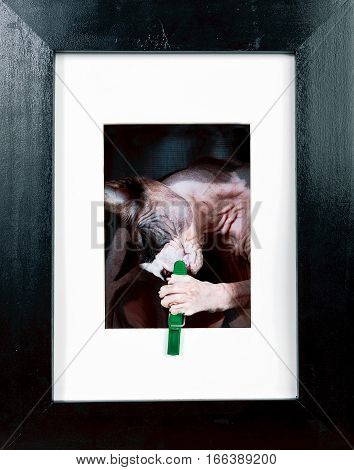 Kitten lying on handbag, cat, sphynx, bald, beautiful, canadian, cute,