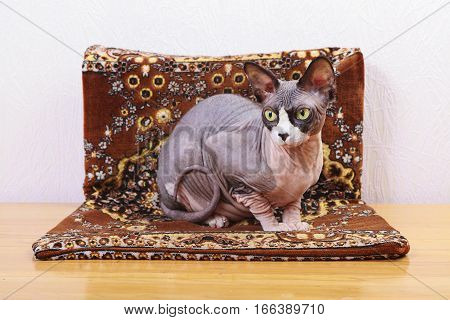 Kitten lying on handbag, cat, sphynx, bald, beautiful, canadian, cute,