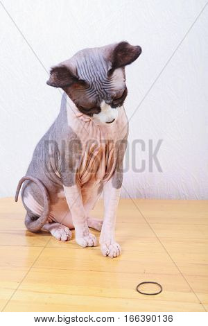 Kitten lying on handbag, cat, sphynx, bald, beautiful, canadian, cute,