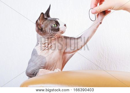 Kitten lying on handbag, cat, sphynx, bald, beautiful, canadian, cute,