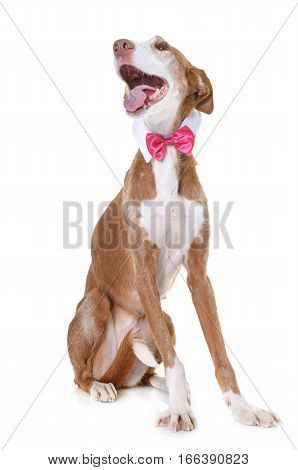 podenco ibicenco in front of white background