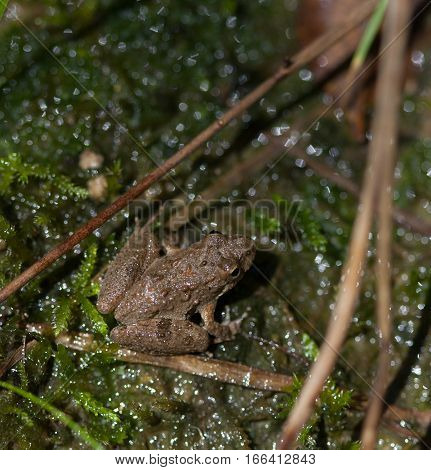 Cricket Frog (Acris) near a wetlands area