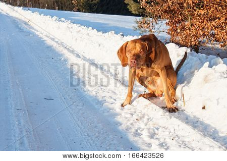 Hunting Dog On A Snowy Plain. Hungarian Pointer - Vizsla. Winter Hunting.