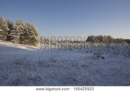 Fir grove on the edges of the wood and the road covered with snow and lit with a rising sun