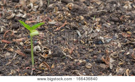Shoots of green beans The soil with a small bean sprouts