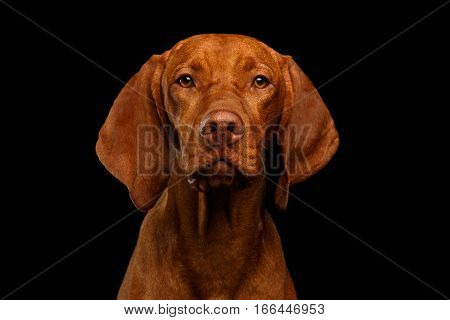Close-up Portrait of Hungarian Vizsla Dog Serious looking in camera on isolated black background, front view