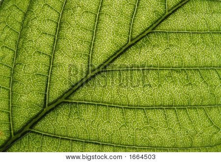 Blatt gegen Sonne