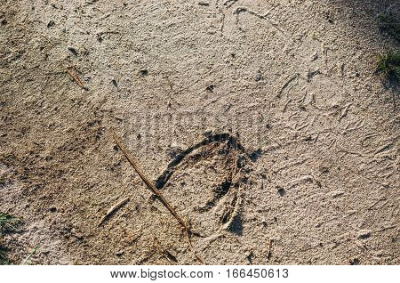 European bison tracks on a walking path ground in Naliboki forest in Belarus