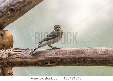 Beautiful tree pipit bird with open beak on log