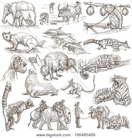 Animals around the World. An hand drawn full sized illustrations. Collection of line art pictures. Drawing on white background.